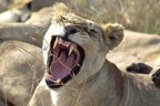 serengeti149_leeuw.jpg