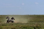serengetidigital24_zebras.jpg