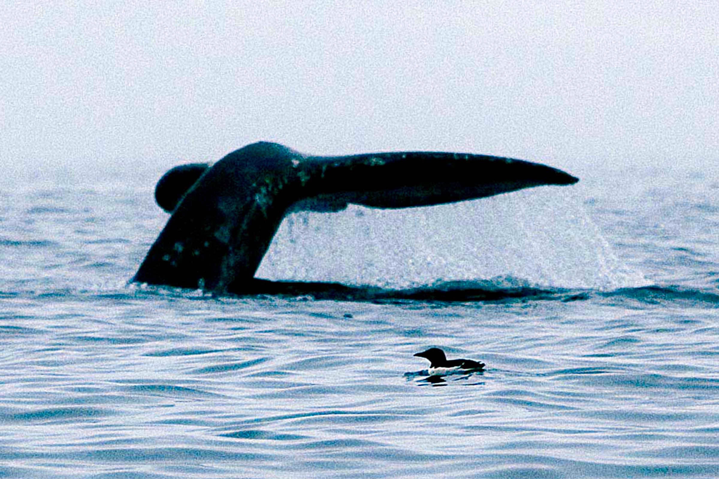 walvis09.jpg