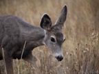 IMG_7453.jpg
