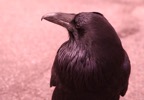 IMG_9964.jpg